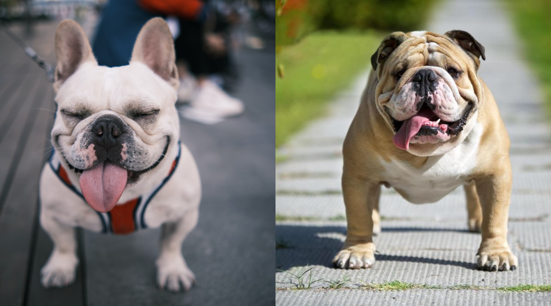 French Bulldog vs. English Bulldog – Which Is Right for You? – SPARK PAWS
