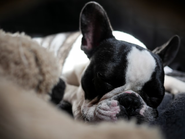 Boston terrier vomiting undigested food best sale