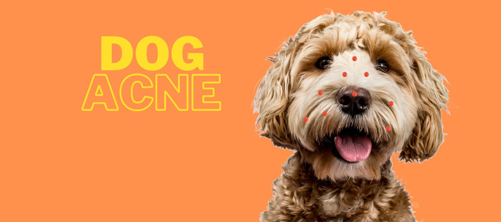 Dog Acne: A Pet Owner's Guide to Canine Skin Health – SPARK ...