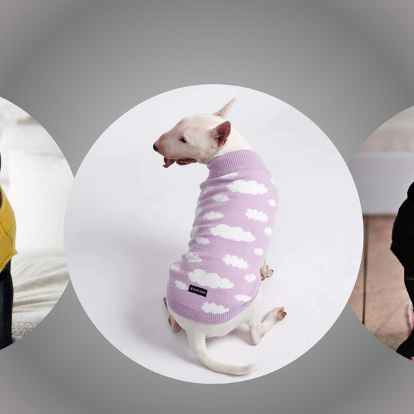 How To Measure A Dog For Clothes in 5 Easy Steps – SPARK PAWS
