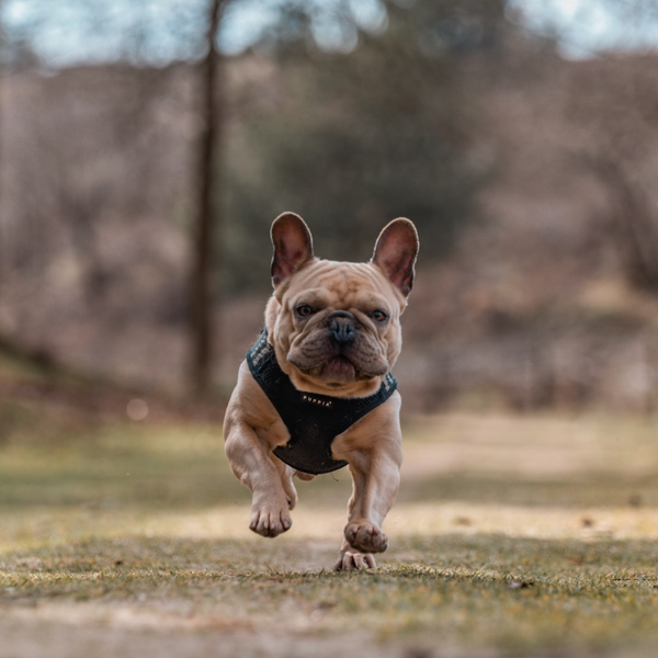 Can French Bulldogs Swim? - Frenchie Complex