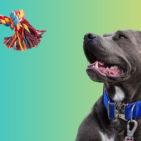 Strong chew toys for hotsell pit bulls