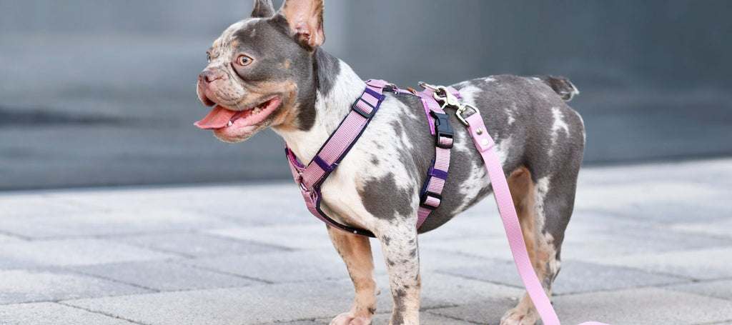 How to Put On A Dog Harness SPARK PAWS