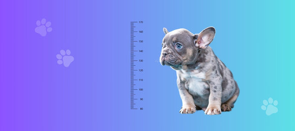 Understanding Puppy Growth Spurts: Stages & What to Expect