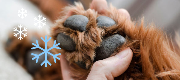Brrr! Why Are My Dogs Paws Cold?