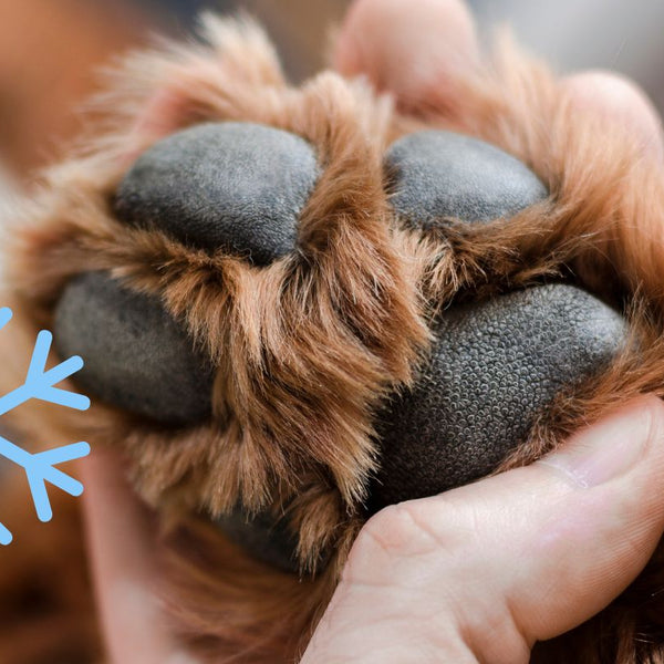 Why Are My Dog s Paws Cold Common Causes and Solutions SPARK PAWS