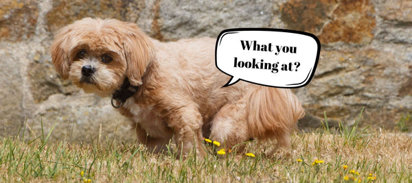 The Curious Gaze: Why Do Dogs Look at You When They Poop?