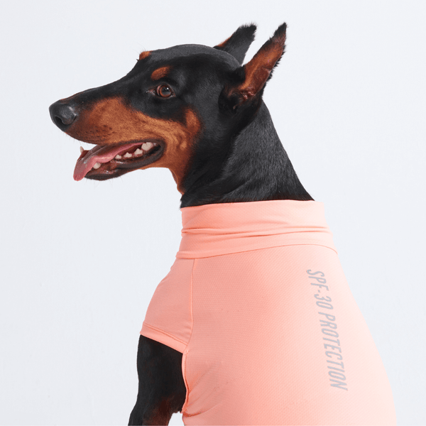 Dog T-Shirt – SPARK PAWS